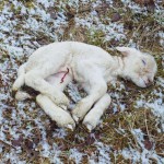 Neugeborenes Lamm. Kältetod auf Dauerfrostboden im Winter.